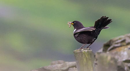 RINGOUZEL 1